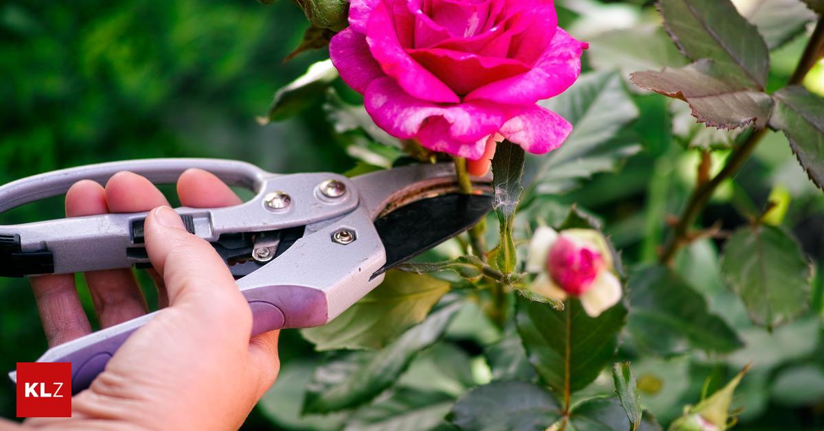 Tipps vom Biogärtner So klappt die Rosenpflege nach der Blüte