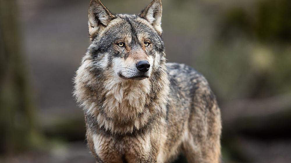 Die meisten Wölfe haben eine Scheu vor den Menschen