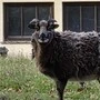 Die Schafe wurden eingefangen