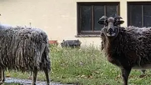 Die Schafe wurden eingefangen