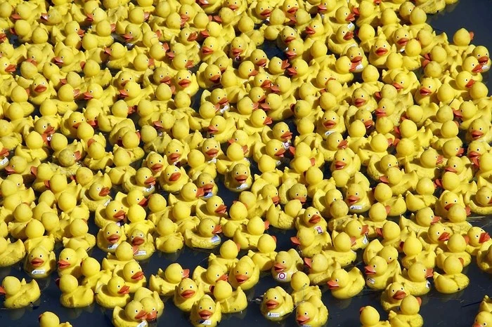 Den Höhepunkt des diesjährigen Dorffestes bildete ein spannendes Gummienten-Wettschwimmen auf einer Strecke von rund 100 Wassermetern.