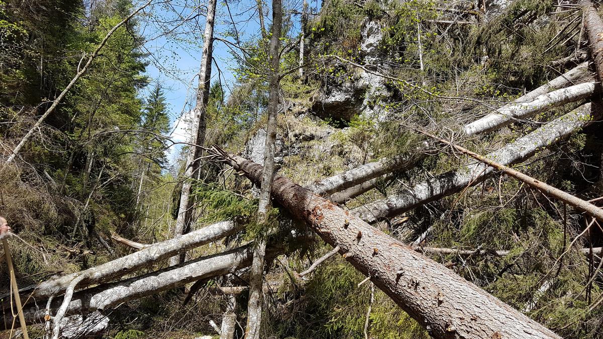 Die Roßlochklamm musste wegen Windwurfschäden und Steinschlaggefahr permanent geschlossen werden