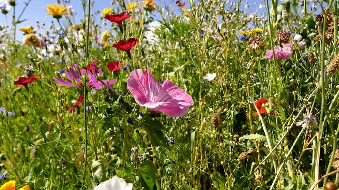 Mit Wildblumen kann jeder etwas in seinem Garten zur Artenvielfalt beitragen. Denn blühende Wiesen leisten einen großen Beitrag zum Erhalt wichtiger Lebewesen. Die folgenden Wildblumen locken Tiere an.