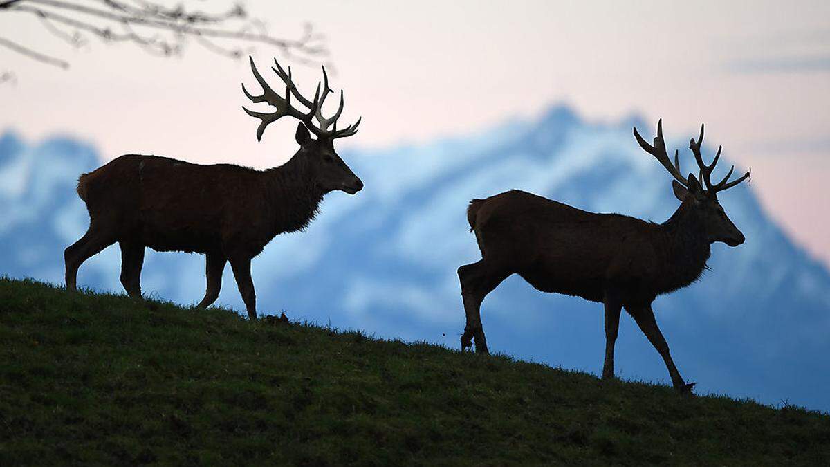 Von Rotwild verursachte Schäden an Bäumen sind derzeit im Bezirk Murau Thema