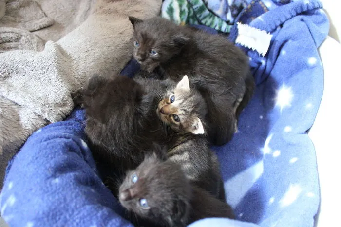 Sorgen bereitet dem Team derzeit vor allem die hohe Zahl an Baby- und Jungkatzen. Die Babykatzen dürfen nämlich erst nach Erhalt aller Impfungen im Alter von frühestens elf Wochen vergeben werden. Die meisten Katzen sind ohnehin fünf Monate oder älter - also Katzen-Teenager - und daher laut Mocnik eher schwer vermittelbar.