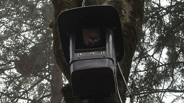In luftiger Höhe brütet ein Waldkauz seine Eier aus. Aus einem der fünf Eier ist bereits ein Jungtier geschlüpft