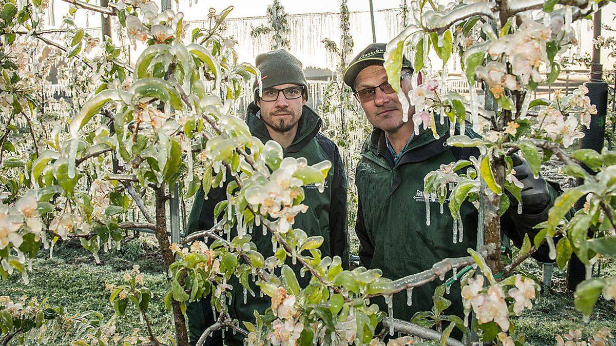 Der Frost hat heuer bei steirischen Landwirten schon für Frust gesorgt