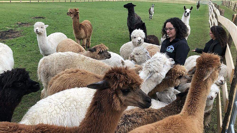 Tierische Gesellschaft Alpakas Lamas und Kamele machen das