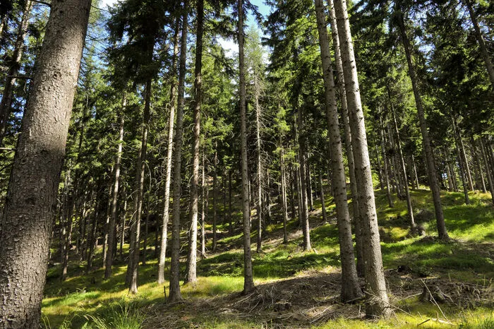 Kärntens Wälder produzieren den wertvollen Rohstoff Holz, ...