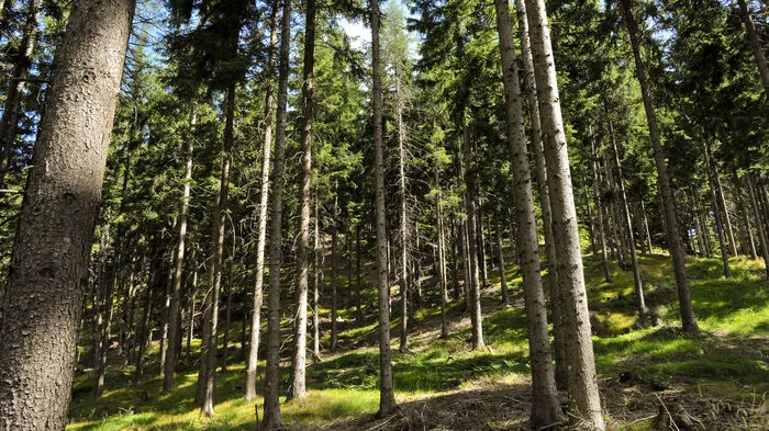 Kärntens Wälder produzieren den wertvollen Rohstoff Holz, ...
