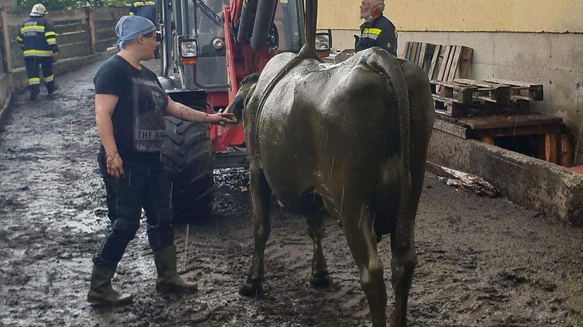 Die Kuh zitterte nach ihrer Rettung aus der Jauchengrube am ganzen Leib