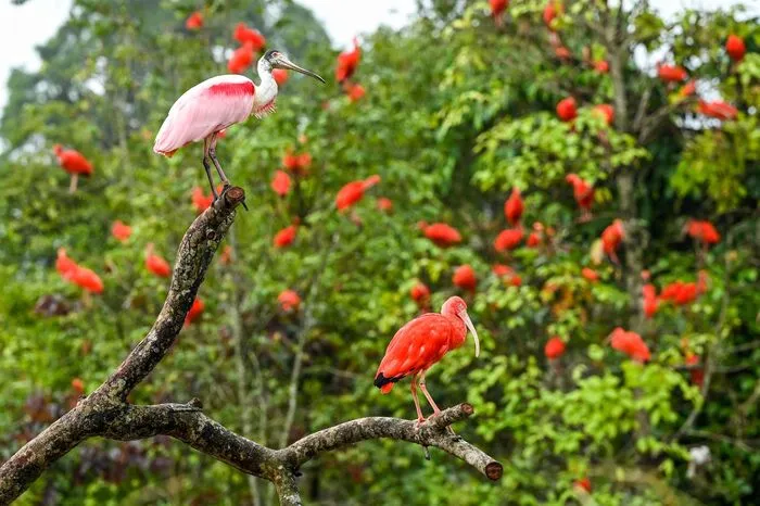 Nach Angaben der Betreiber handelt es sich um den größten Vogelpark in Asien.