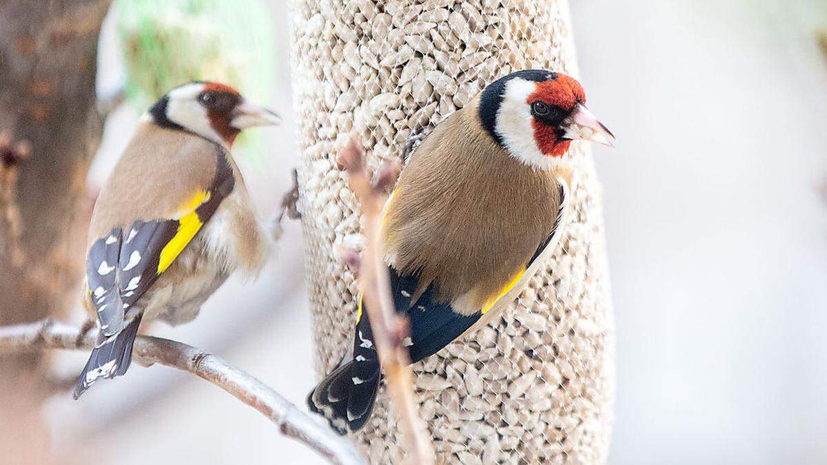 Unter den Vögeln waren auch Stieglitze