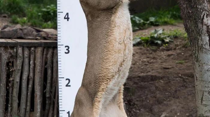 Der Londoner Zoo hat am Donnerstag mit dem jährlichen Messen und Wiegen seiner Bewohner begonnen.