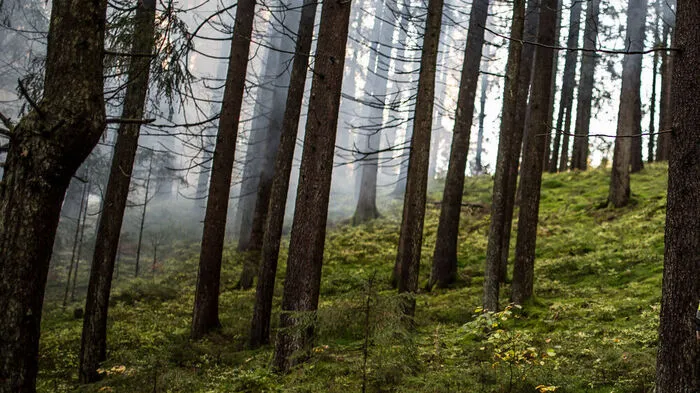Laut Bezirkshauptmannschaft Lienz ist die erhöhte Waldbrandgefahr nicht mehr gegeben