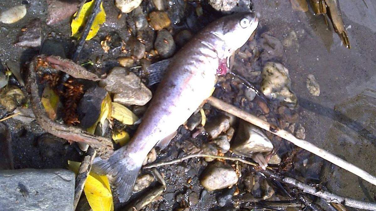 In Graz wurden verendete Fische entdeckt (Symbolfoto)