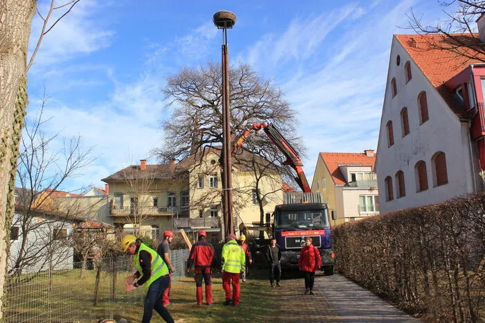 Nicht schlecht staunte ein Storch, als er imFebruar „seinen“ Horst in Köflach beziehen wollte und dieser nicht mehr da war. Aufgrund von Schäden hatte der Hausbesitzer den Horst abgebaut. Die Gemeinde baute ein Ersatzquartier, das schließlich im April bezogen wurde.