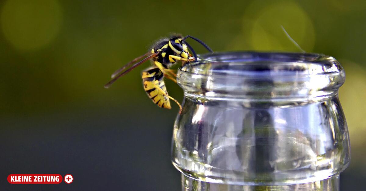 Experts explain: This is what this wasp summer will be like.