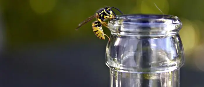  Für Honigbienen hat das vielversprechend begonnen, aber für Wespen sind lange und trockene Phasen ideal.