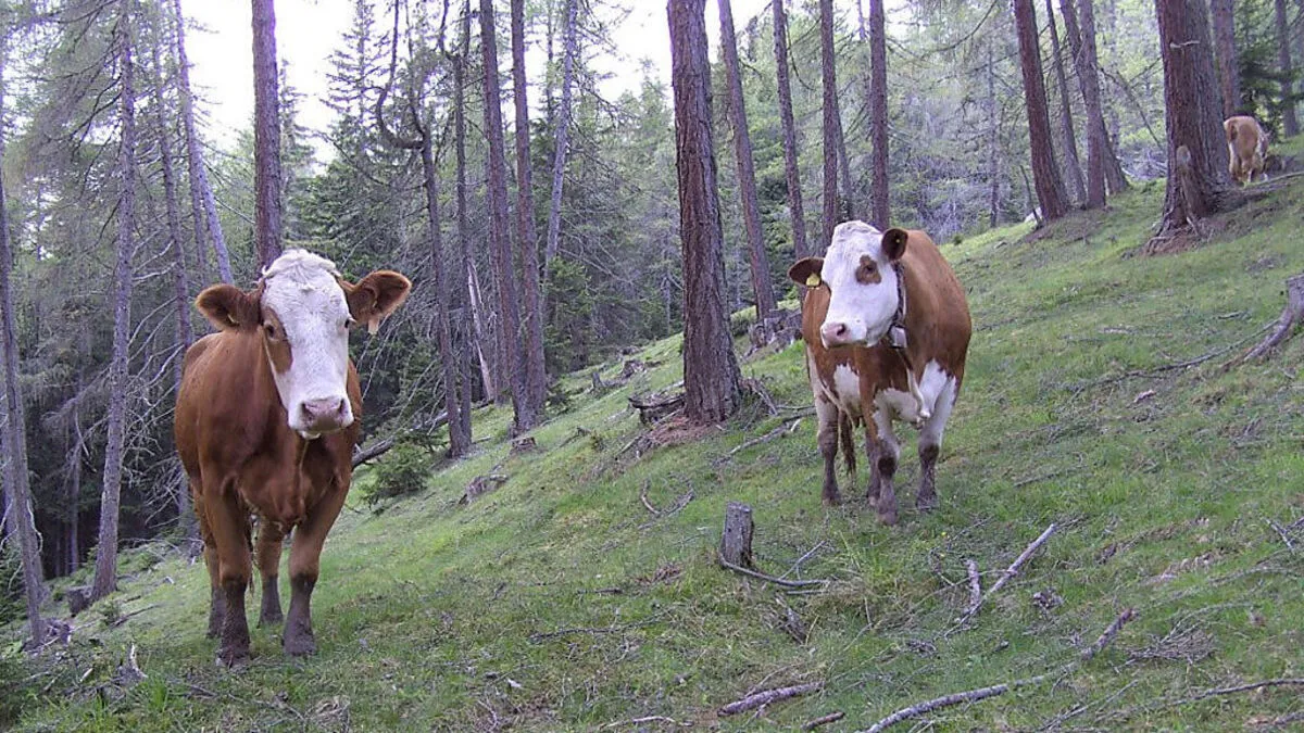 Strittige Rindvieh-Frage: Was und wo sind Futterflächen? 
