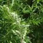 close up of Artemisia vulgaris flower blooming