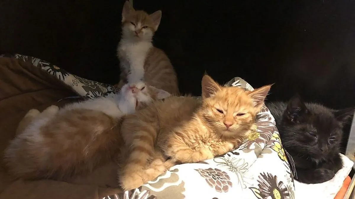 Die vier ausgesetzten Katzen werden nun aufgepäppelt