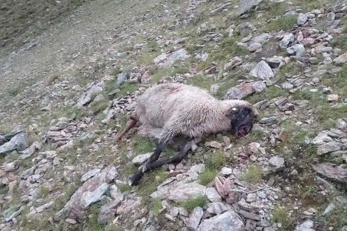 Die Kadaver der gerissenen Schafe sind über die Alm verstreut