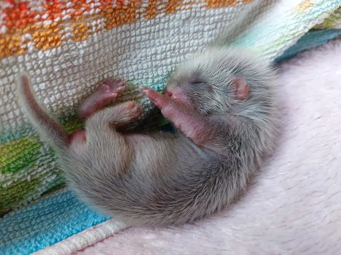 Der Winzling war mit Zecken und Fliegeneiern übersät