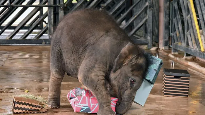 Der Nachtzoo von Singapur lockt jährlich über eine Million Besucher in ein Stück Regenwald abseits der Metropole.