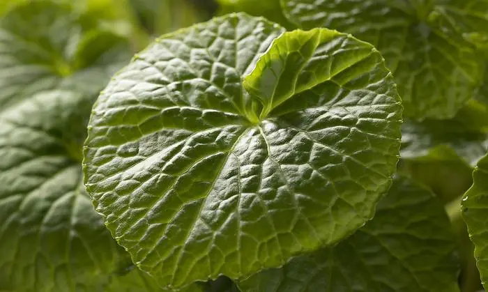 Herzförmige Blätter: Wasabi lässt sich im Topf auch im eigenen Garten kultivieren