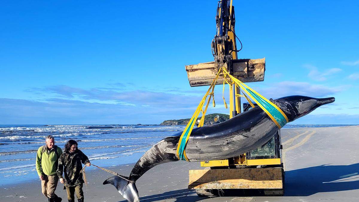 Der Bahamonde-Schnabelwal ist fünf Meter lang