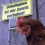 Vogelgrippen-Alarm im Raum Graz (Bild Sujet): Es gelten strenge Regeln