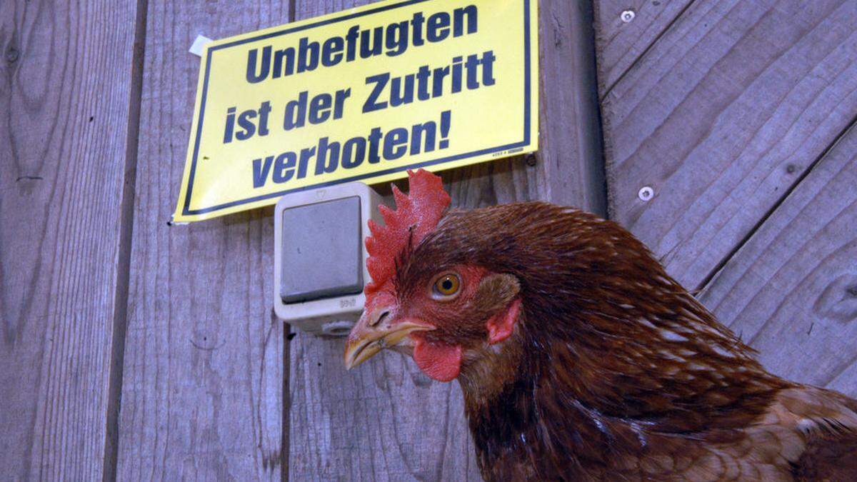 Vogelgrippen-Alarm im Raum Graz (Bild Sujet): Es gelten strenge Regeln