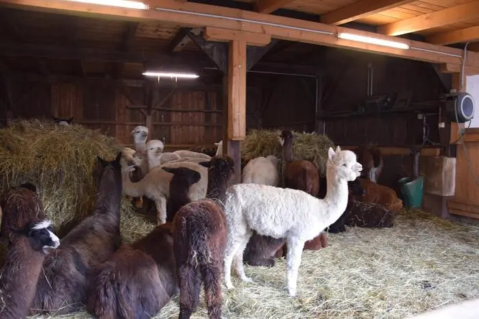 Besucherinnen und Besucher konnten Alpakas, Lamas und Kamele aus nächster Nähe beobachten