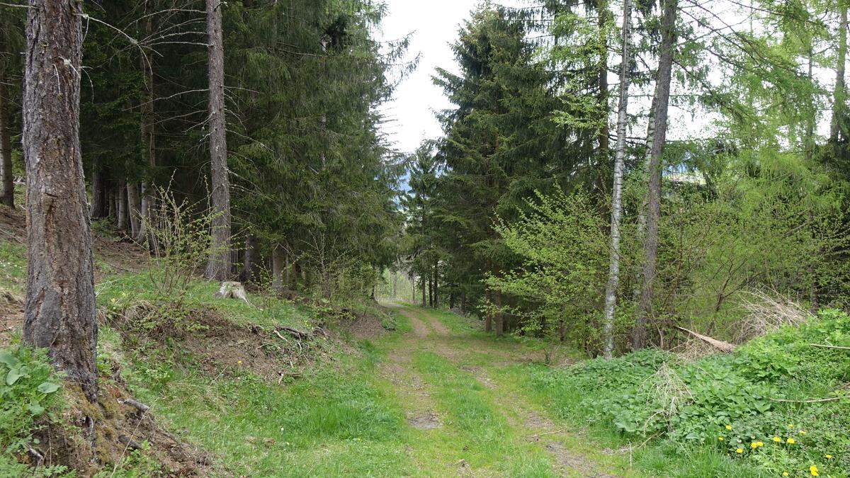 In diesem idyllischen Waldstück wurde die erste Deponie entdeckt