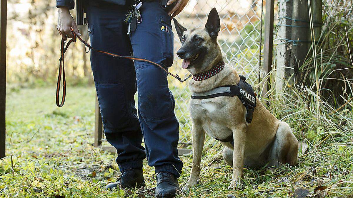 Ein Malinois schnappte zu (Sujetfoto) 