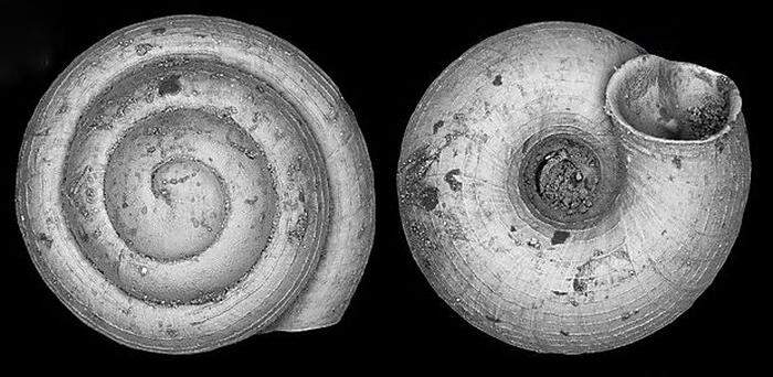 „Angustopila psammion“ erreicht eine Größe von rund einem halben Millimeter