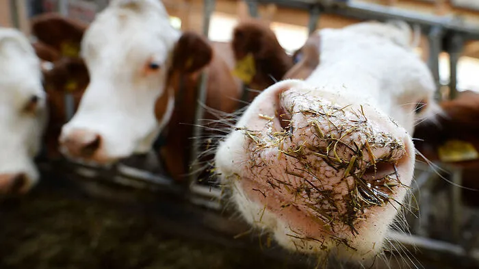 Auf die Landwirte kommen Einsparungen zu