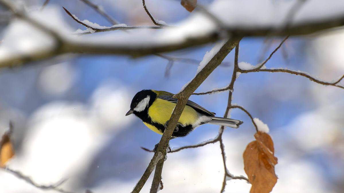 Sonne, Wind und milde Temperaturen  erwarten uns in den nächsten Tagen