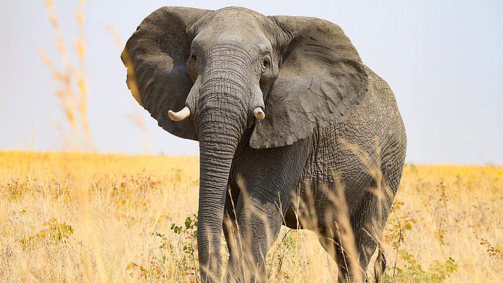 Eine Universum-Folge mit Dickhäutern. &quot;Giganten hautnah - Unterwegs mit Botsuanas Elefanten&quot;, heute ORF 1, 20.1