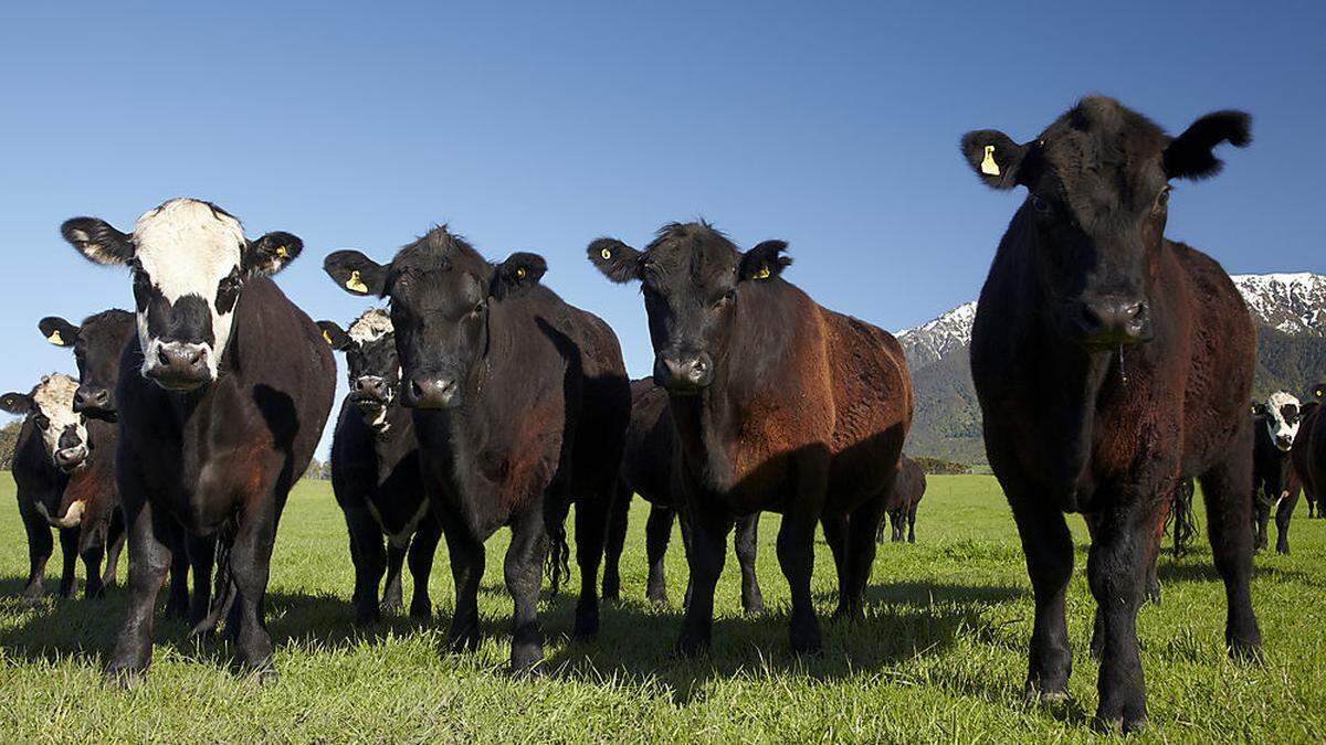 Zehn Millionen Rinder gibt es in Neuseeland. Sie sollen nun besteuert werden