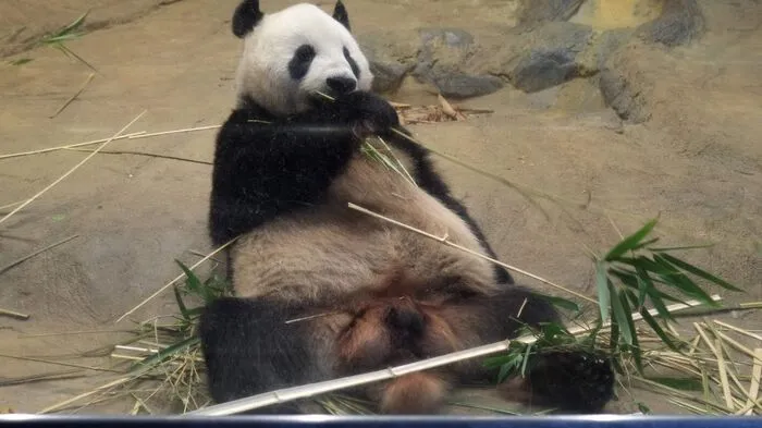 Panda-Star Shin Shin (Nicht im Bild) hat am Montag Nachwuchs gekommen. Die elfjährige Pandadame hatte 2012 ein Junges zur Welt gebracht, das aber nur sechs Tage nach der Geburt an einer Lungenentzündung gestorben war.