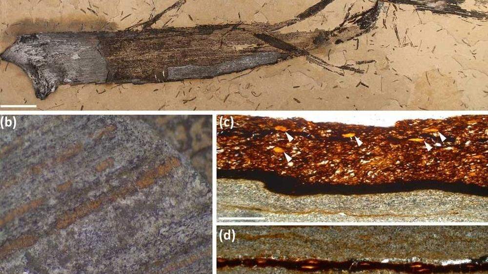 Erster fossiler Pflanzengummi entdeckt