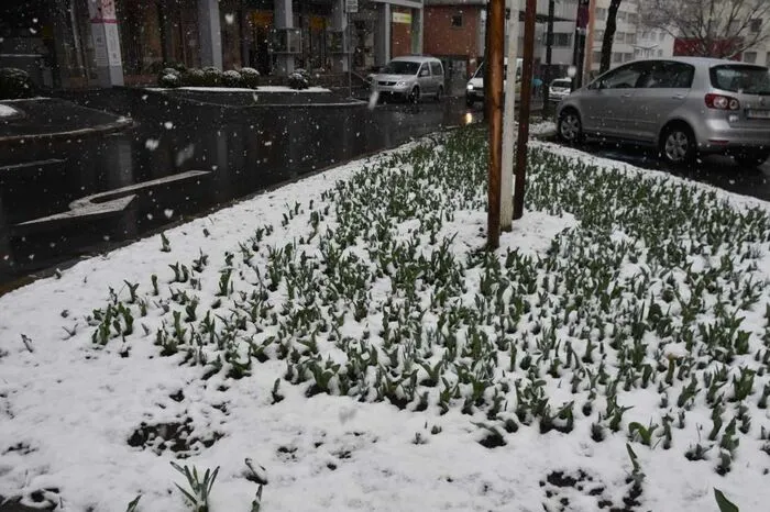Der Schnee sollte den Frühlingsblühern nichts antun