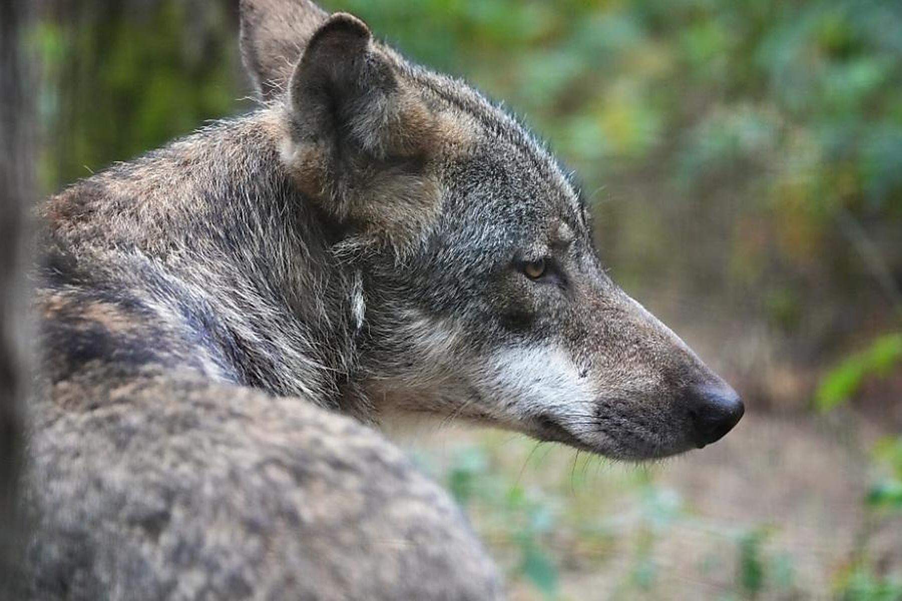 Himmelberg, Ossiach: Ein weiterer Wolf zum Abschuss freigegeben 