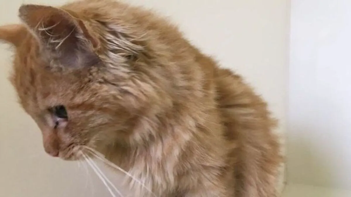 Das Kätzchen wird derzeit im Tierheim aufgepäppelt