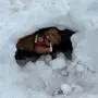Ein Hund kommt aus der Schneehöhle, im Maul trägt er ein Spielzeug