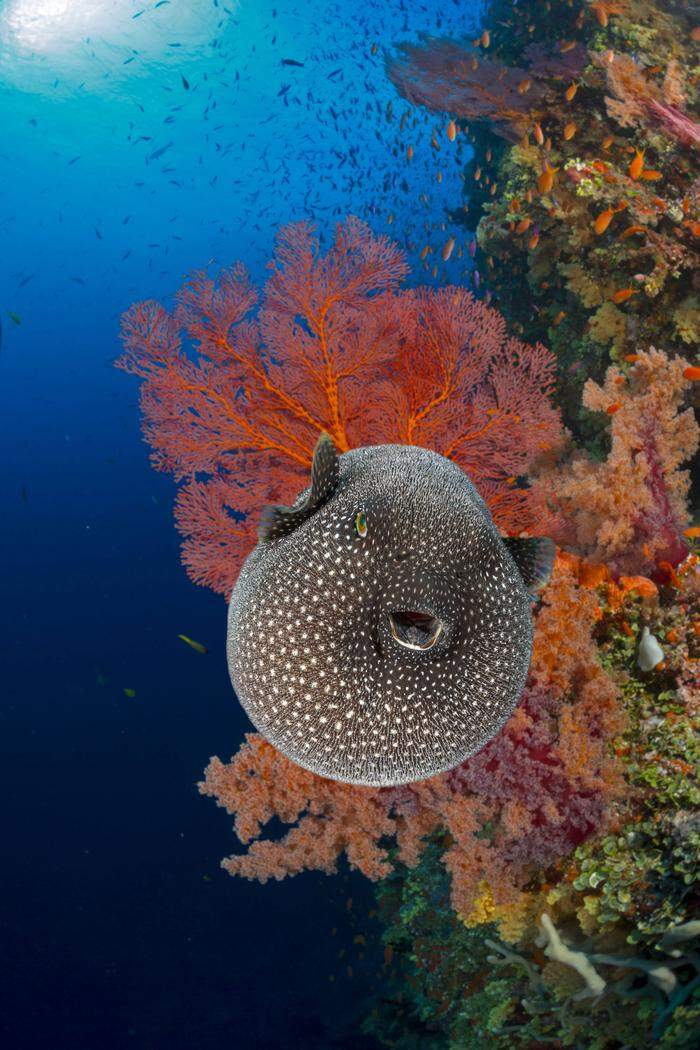 Ein Kugelfisch in der Unterwasserwelt von Fidschi