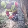 Bild zeigt Forstarbeiter beim Fällen eines Baumes. (Symbolfoto)