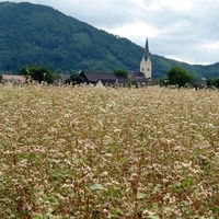 Die Absetzung eines kontroversen Priesters in Unterkärnten führte zu einem Erdbeben im Pfarrgemeinderat